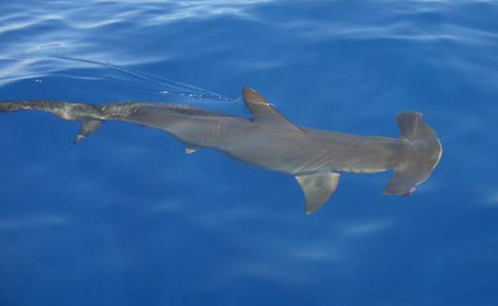 requin-m-1.jpg